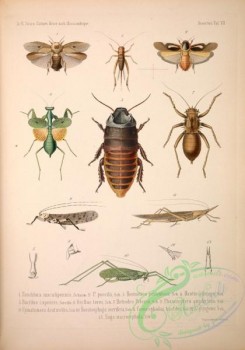 grasshoppers-00061 - 007-panchlora, hormetica, mantis, bacillus, gryllus, hetrodes, phaneroptera, cymatomera, horatosphaga, conocephalus, saga