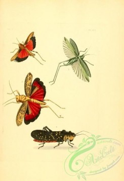 grasshoppers-00065 - v2-41-locusta, gryllus, phyllopterus, locusta, rutidoderes, phymatea