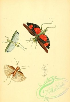 grasshoppers-00066 - v2-42-locusta, rutidoderes, gryllus, gryllacris
