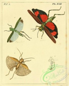grasshoppers-00071 - 042-gryllus, locust