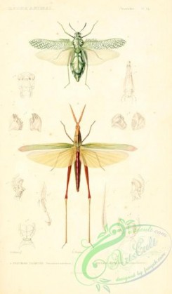 grasshoppers-00078 - 025-pneumora, truxalis