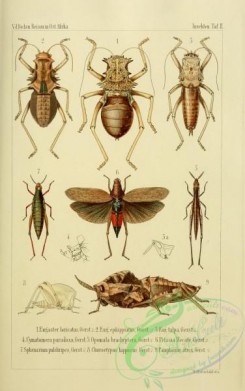 grasshoppers-00083 - 002-eugaster, cymatomera, opomala, petasia, sphenarium, choroetypus, pamphagus