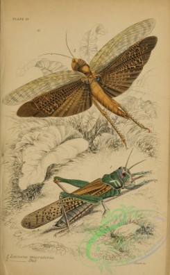 grasshoppers-00088 - 012-locusta