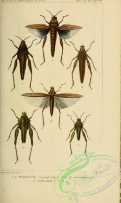 grasshoppers-00122 - ommexecha, audouinii