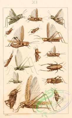 grasshoppers-00139 - acridium, caloptenus, opsomala, opomala, mesops, caloptenus, ephippitytha, phaneroptera, pezotettix, ephippigera, locusta, pterolepis, anabrus