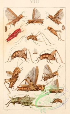 grasshoppers-00142 - caloptenus, acridium, oedipoda, pezotettix, decticus, rhaphidophora, tettix, acridium, ceuthophilus, udeopsylla, daihinia, boopidon, stauronotus, copiphora, camptonotus