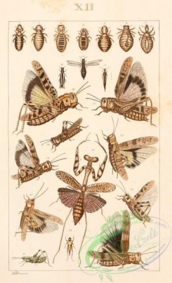 grasshoppers-00144 - nirmus, menapon, trichodectes, docophorus, haematopinus, oedipoda, thrips, phloeothrips, oedipoda, caloptenus, mantis, locusta, stenobothrus, chloealtis, tettix, acridium