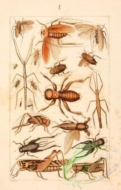 grasshoppers-00147 - platamodes, blatta, diapheromera, bacteria, bacunculus, spectrum, stenopelmatus, labia, thamnotrizon, gryllotalpa, gryllus, acheta, acridium, cyrtacanthacris, caloptenus