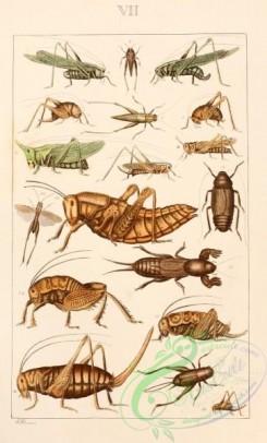 grasshoppers-00149 - tettigidea, tetrix, locusta, phalangopsis, pterophylla, copiphora, brachypeplus, stylopyga, gryllotalpa, daihina, pterolepis, acheta