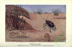 grasshoppers-00154 - eugaster, pamphagus