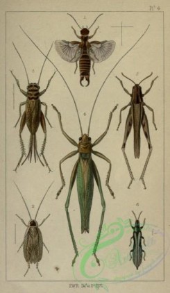 grasshoppers-00174 - forficula, blatta, acheta, phasgonura, locusta, phaelothrips