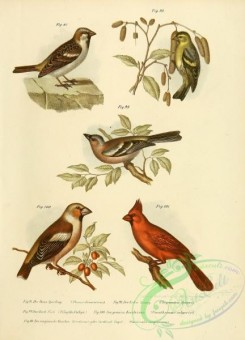 grosbeaks-00001 - House Sparrow, Siskin, fringilla coeleps, Grosbeak or Hawfinch, Cardinal
