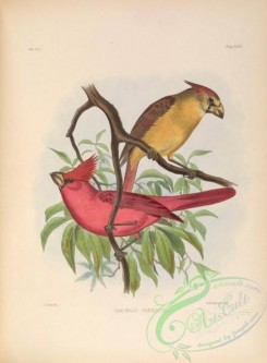 grosbeaks-00009 - Vermilion Cardinal