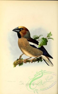 grosbeaks-00025 - Hawfinch