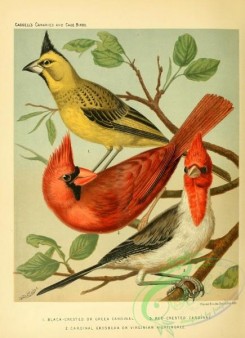 grosbeaks-00043 - Black-crested or Green Cardinal, Red-crested Cardinal, Cardinal Grosbeak or Virginian Nightingale
