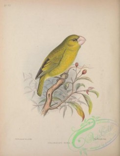 grosbeaks-00047 - Grosbeak Finch, chloridops kona
