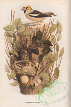 grosbeaks-00056 - Grosbeak or Hawfinch, coccothraustes vulgaris