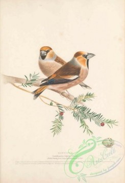grosbeaks-00064 - Hawfinch, coccothranstes vulgaris