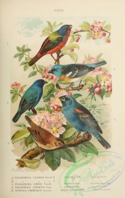 grosbeaks-00066 - 028-Indigobird, passerina cyanea, Painted Bunting, passerina ciris, Lazuli Finch, passerina amoena, Blue Grosbeak, guiraca caerulea