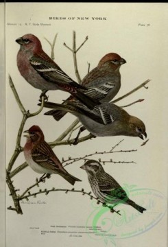 grosbeaks-00075 - Pine Grosbeak, Purple Finch