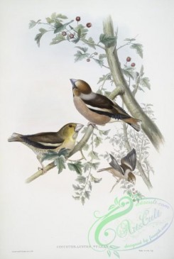 grosbeaks-00082 - 391-Coccothraustes vulgaris, Hawfinch