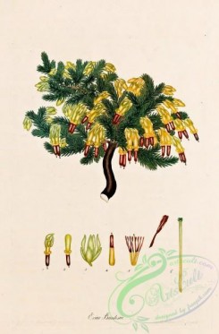 heaths-00005 - 005-erica banksia