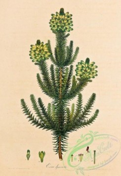 heaths-00061 - 061-erica spicata