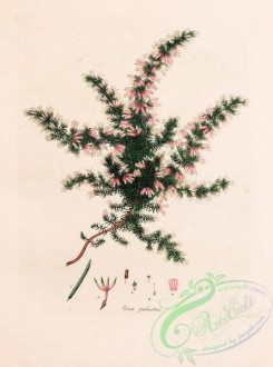 heaths-00114 - 042-erica palustris
