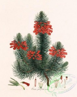 heaths-00119 - 047-erica pinifolia coccinea