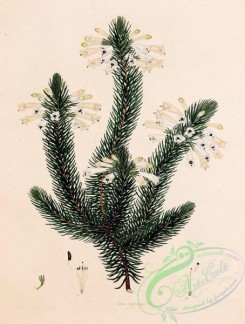 heaths-00146 - 002-erica argentiflora