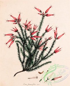heaths-00169 - 025-erica jasminiflora minor
