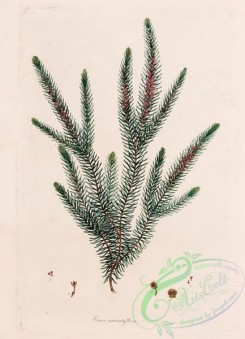 heaths-00173 - 029-erica minutaflora