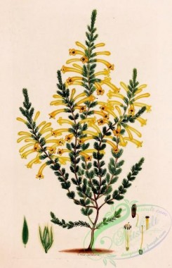 heaths-00206 - 062-erica sulphurea