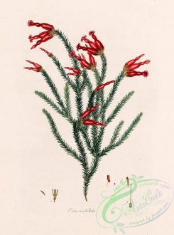 heaths-00216 - 072-erica undulata