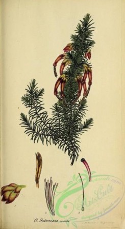 heaths-00245 - 029-erica petiveriana aurantia
