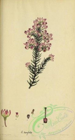 heaths-00259 - 043-erica taxifolia
