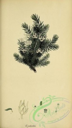 heaths-00353 - 036-erica petiolata