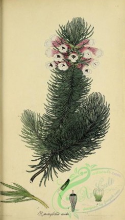 heaths-00355 - 038-erica pinifolia discolor