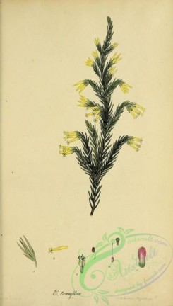 heaths-00363 - 046-erica tenuiflora