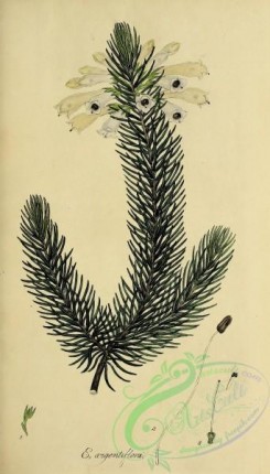 heaths-00369 - 002-erica argentiflora