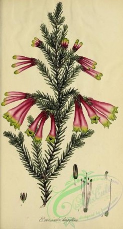 heaths-00416 - 049-erica versicolor longiflora