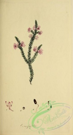 heaths-00424 - 007-erica crassifolia