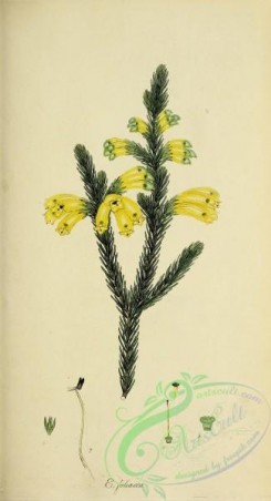 heaths-00430 - 013-erica foliacea