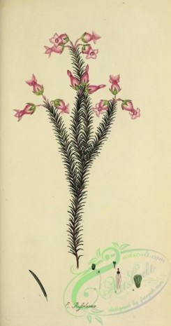 heaths-00453 - 036-erica russeliana