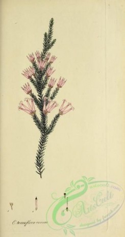 heaths-00461 - 044-erica tenuiflora carnea
