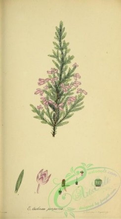 heaths-00487 - 020-erica lachnaea purpurea