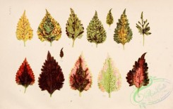 herbarium-00001 - Leaves, 1 [3680x2334]