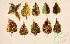 herbarium-00003 - Leaves, 3 [3680x2334]