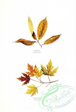 herbarium-00038 - Chestnut, White Maple [2055x3009]