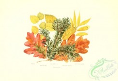 herbarium-00065 - Aspen, White Oak, Balsam Fir, Yellow Birch, White Willow [3182x2176]